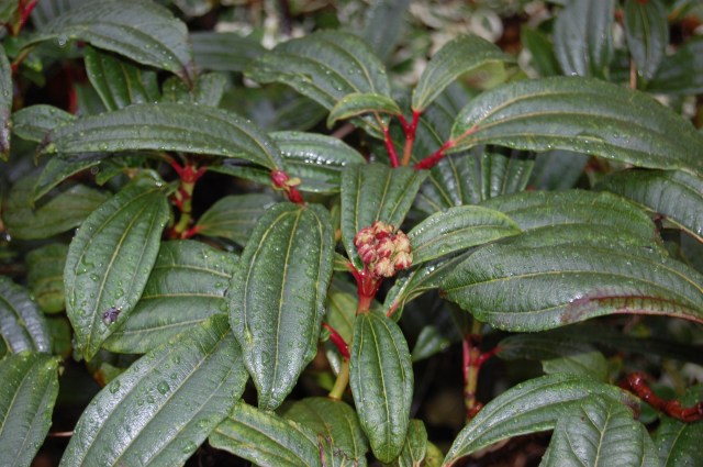 viburnum-davidii-detail