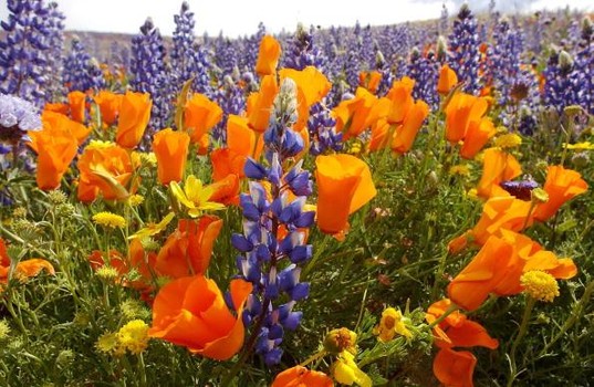 Wildflowers Signal Comeback from Drought and Fires