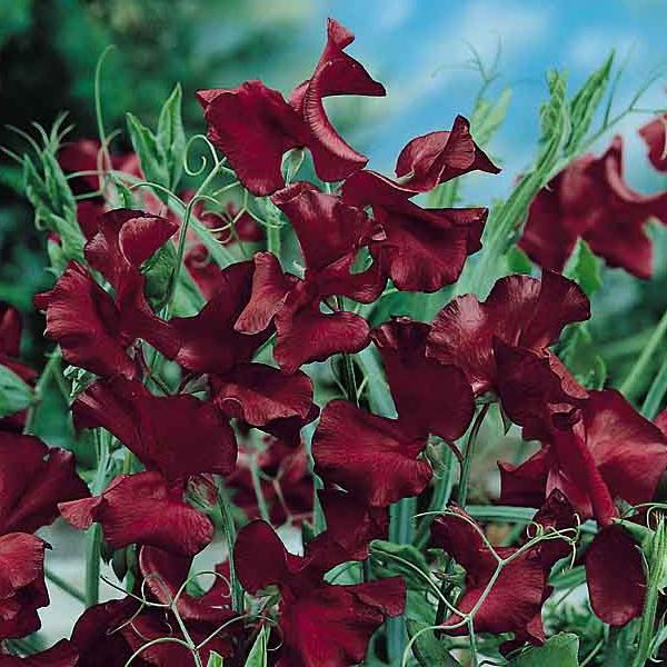 sweet_pea_beaujolais_22