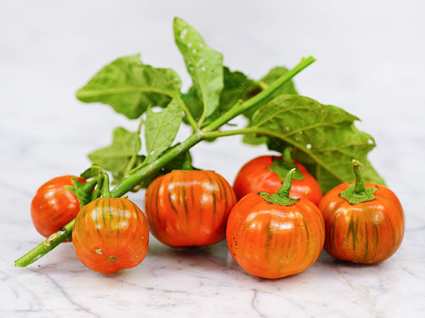 Eggplant-Melanzane-Rosso-EG99-DSC06699