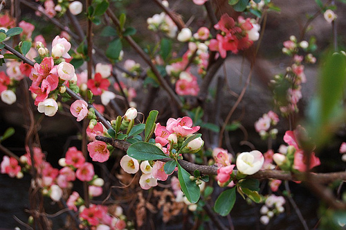japanese-quince
