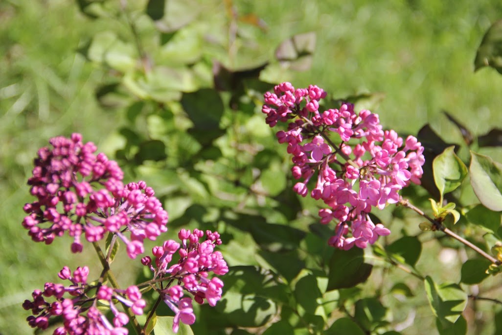lilacs2