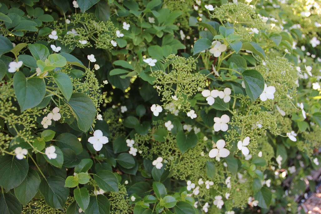 hydrangea