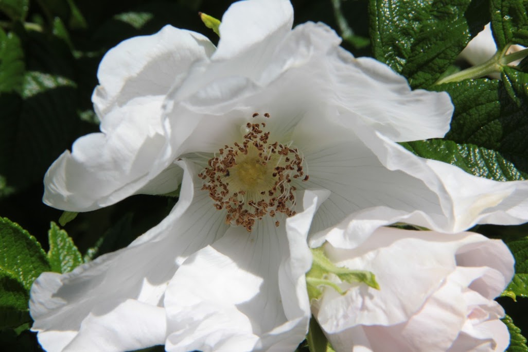 rugosa2