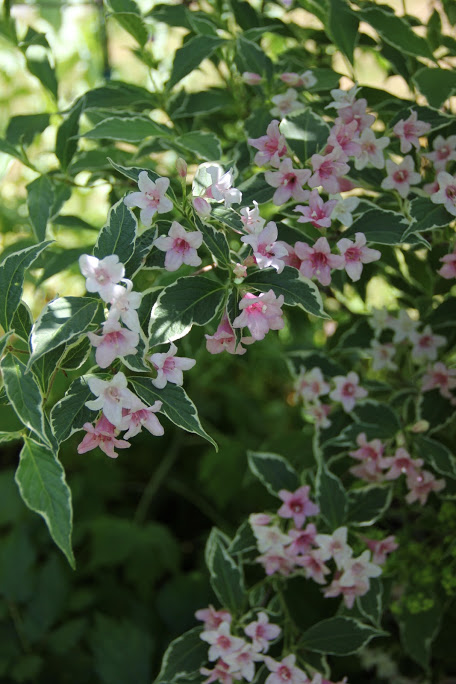 weigela