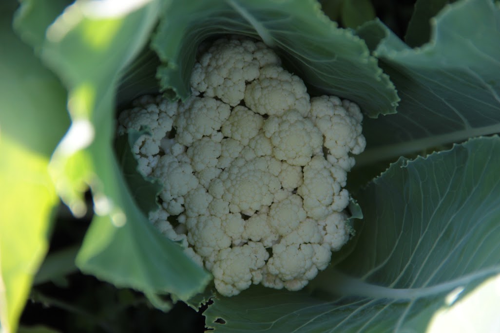 cauliflower