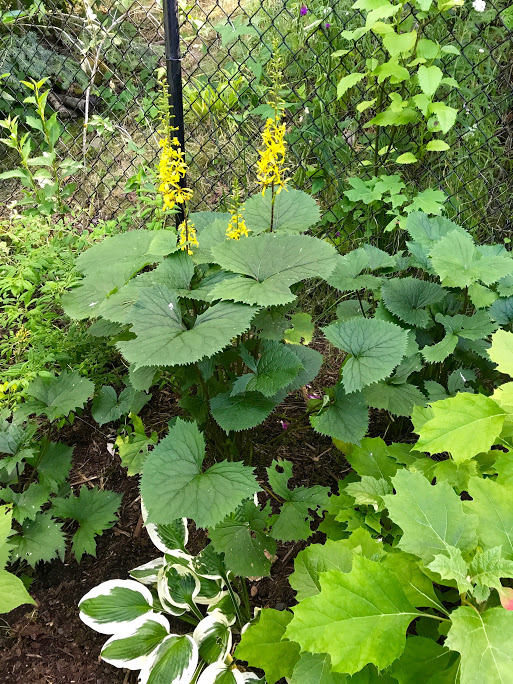 ligularia
