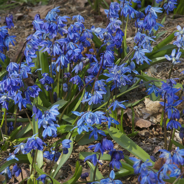 6009_BlueSquill_CGC_DSC_4321q