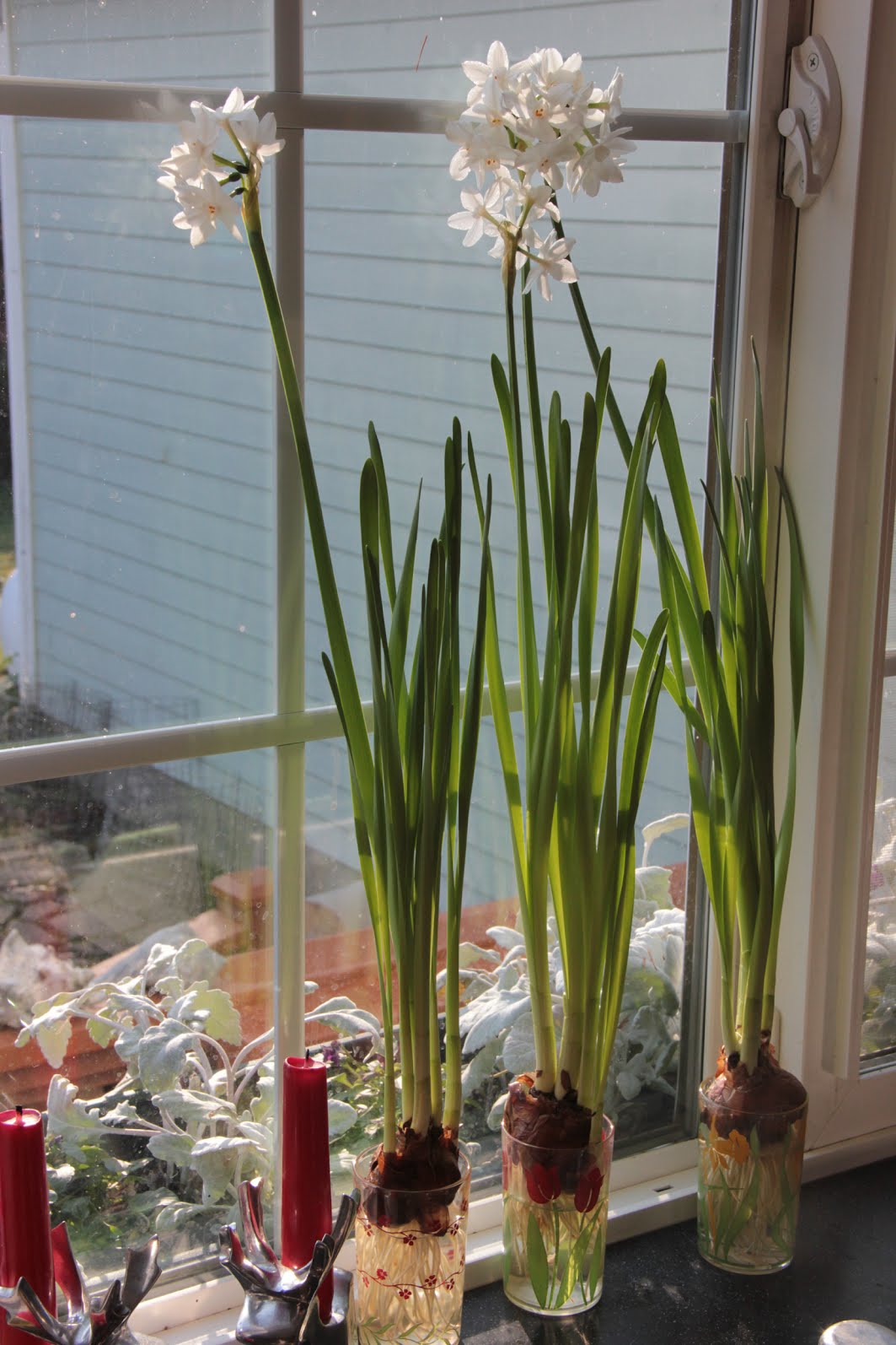 paperwhites