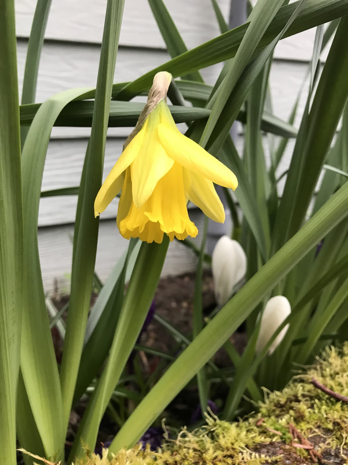 daff
