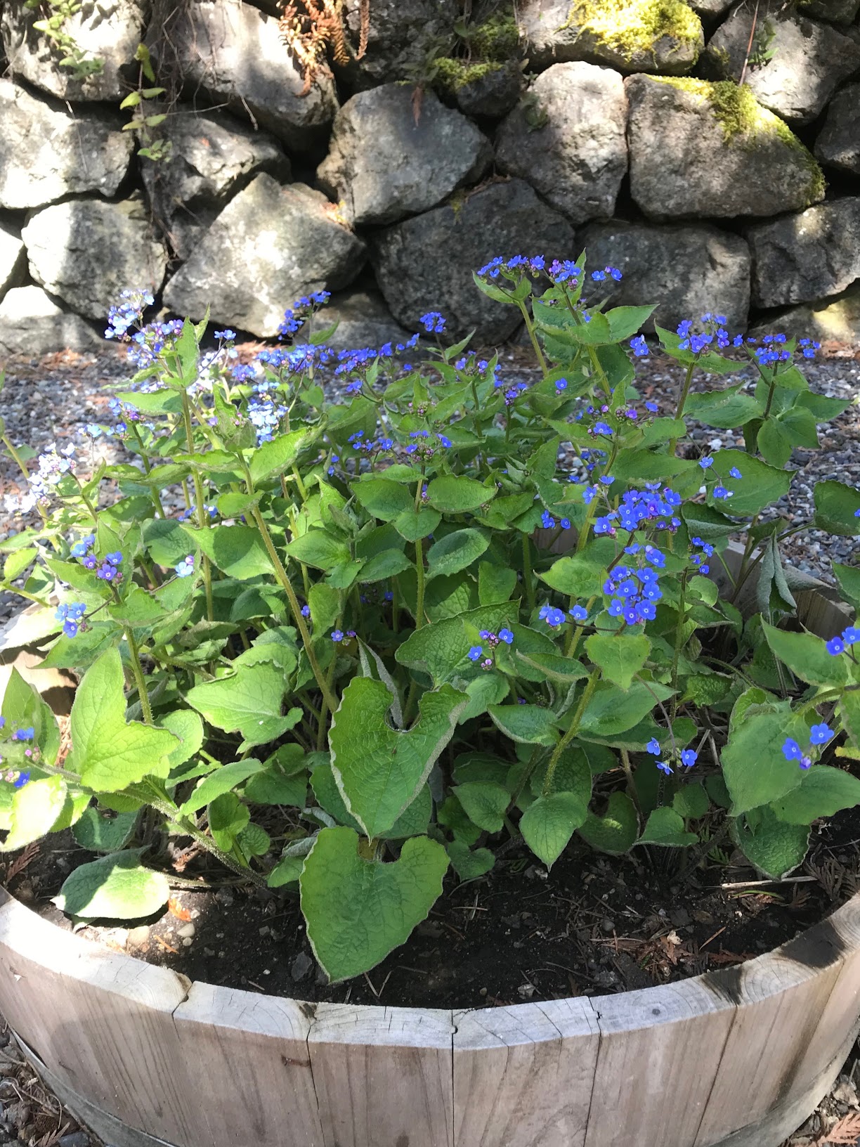 brunnera