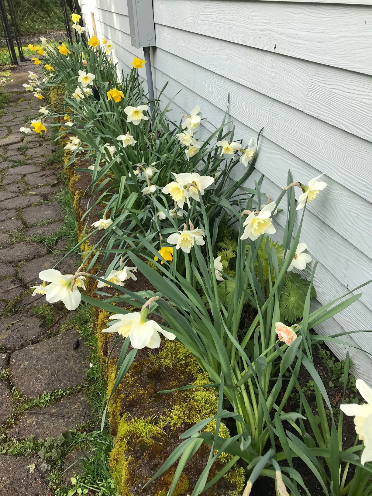 daffs