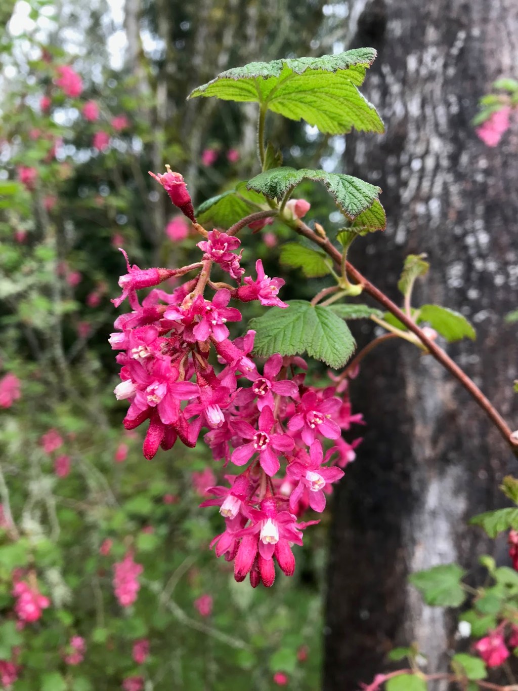 Rainy Day Redcurrant