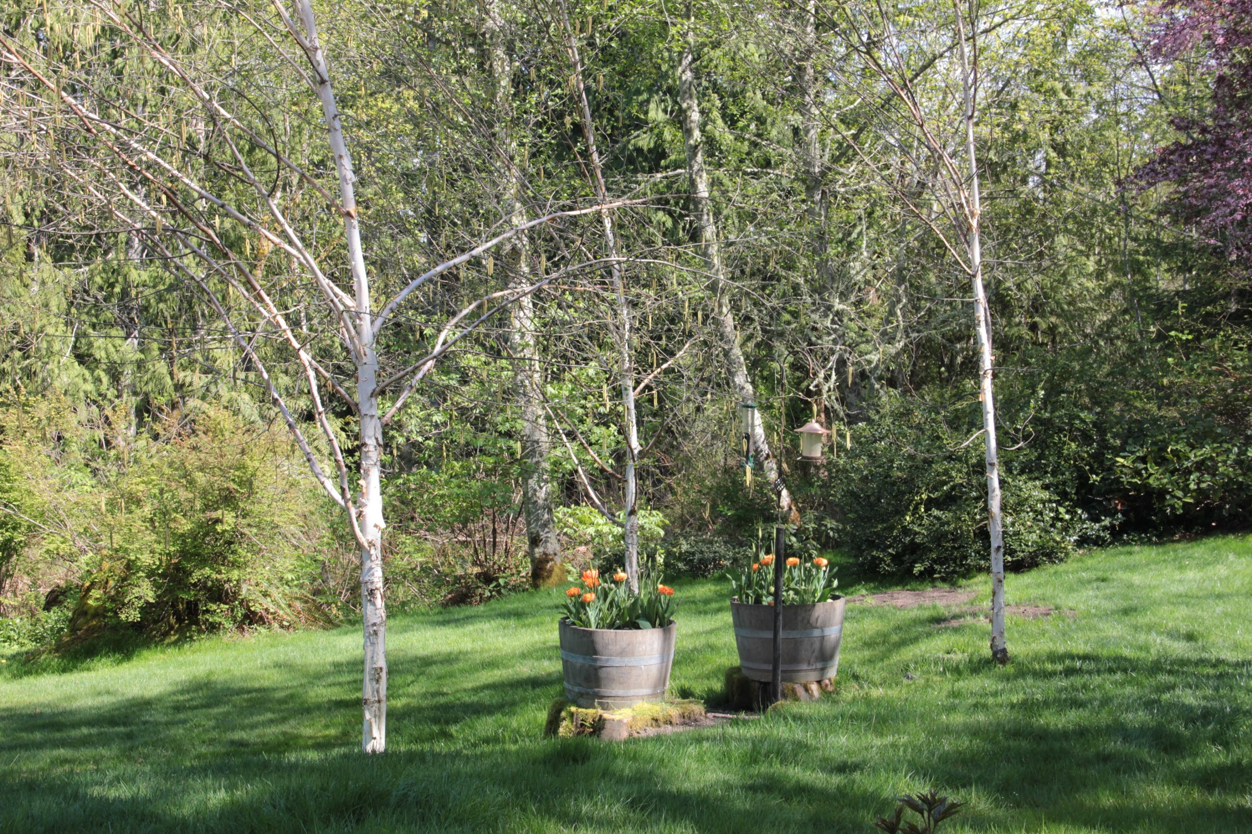 birchtrio