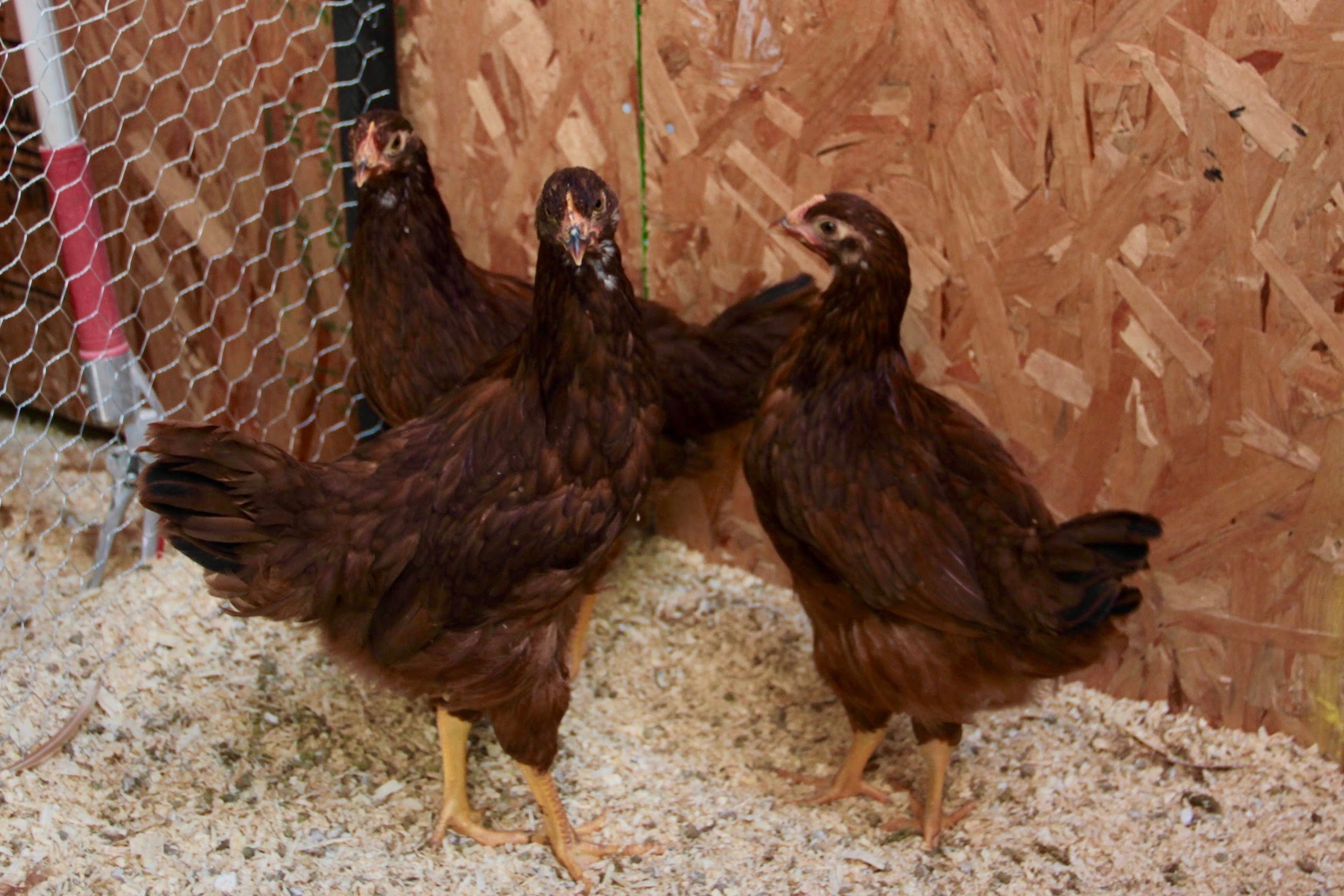 chicks