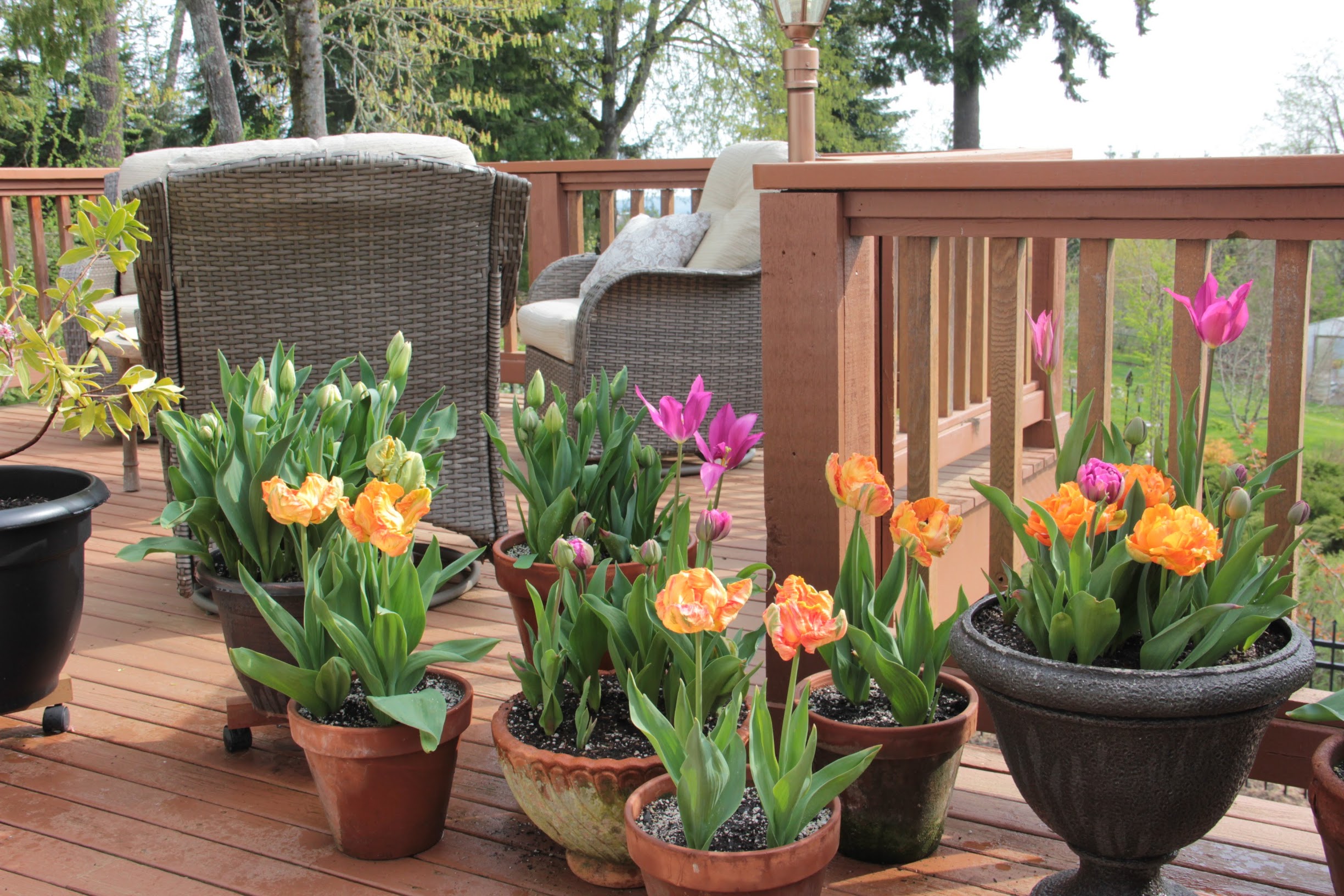 deck
