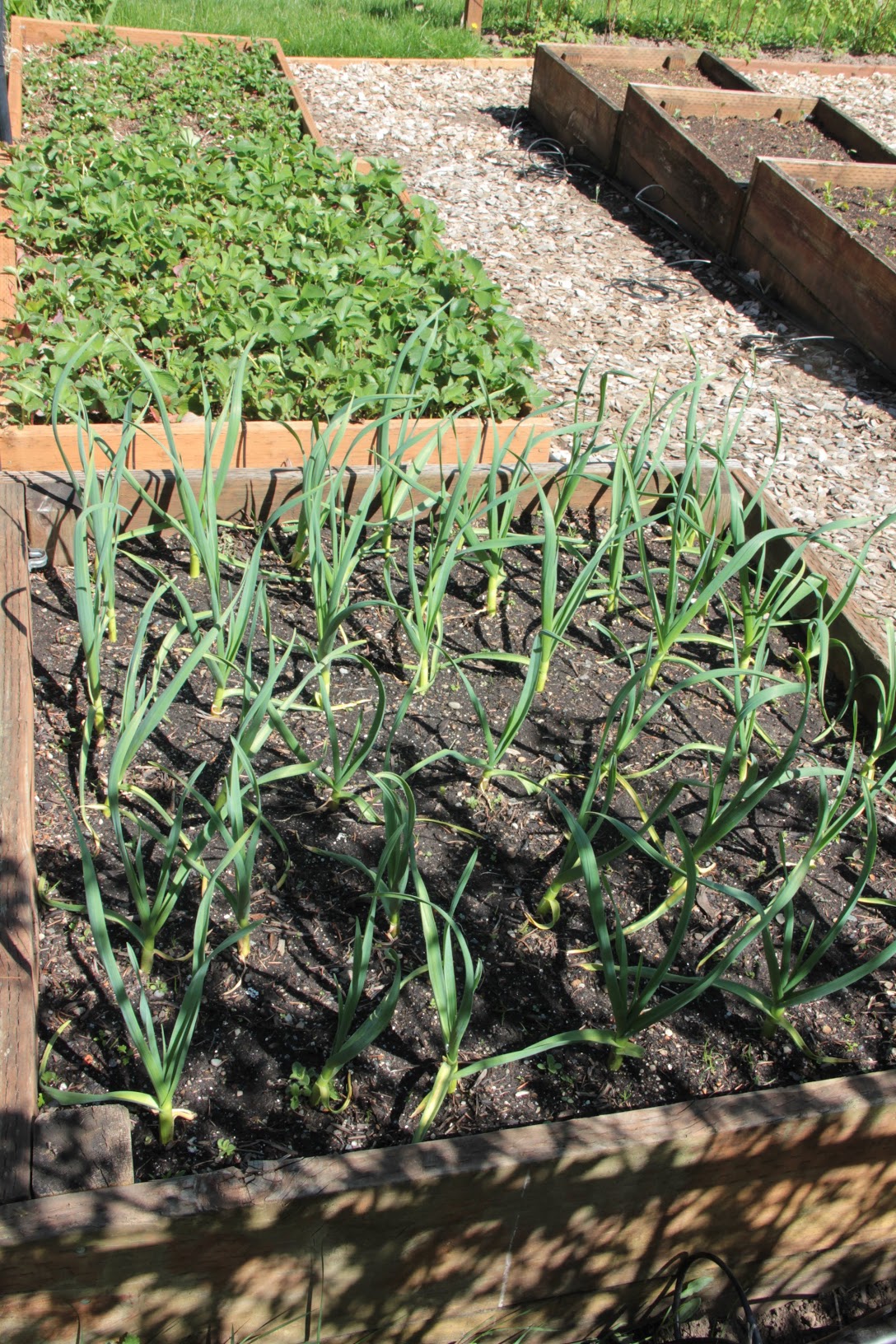 garlic