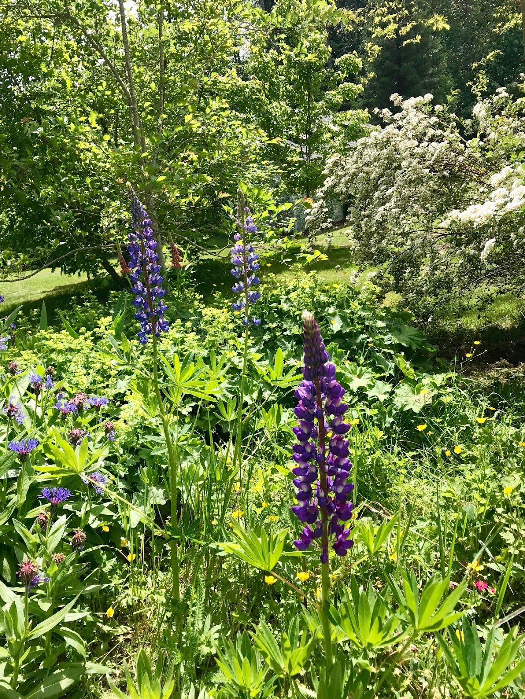 lupines