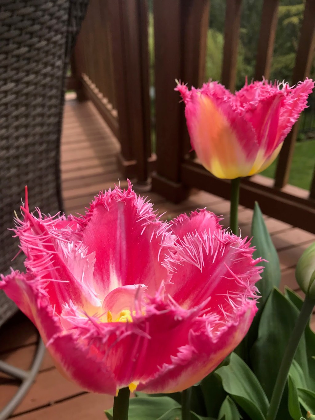 A Bounty Of&nbsp;Blooms