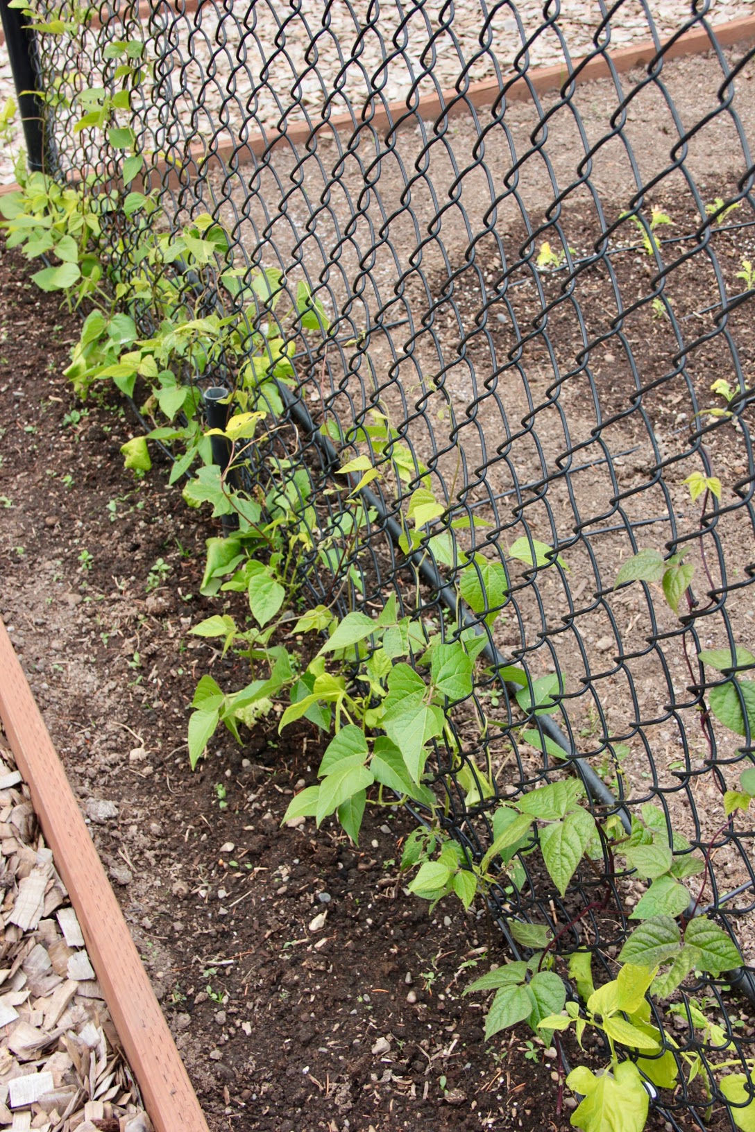 beantrellis