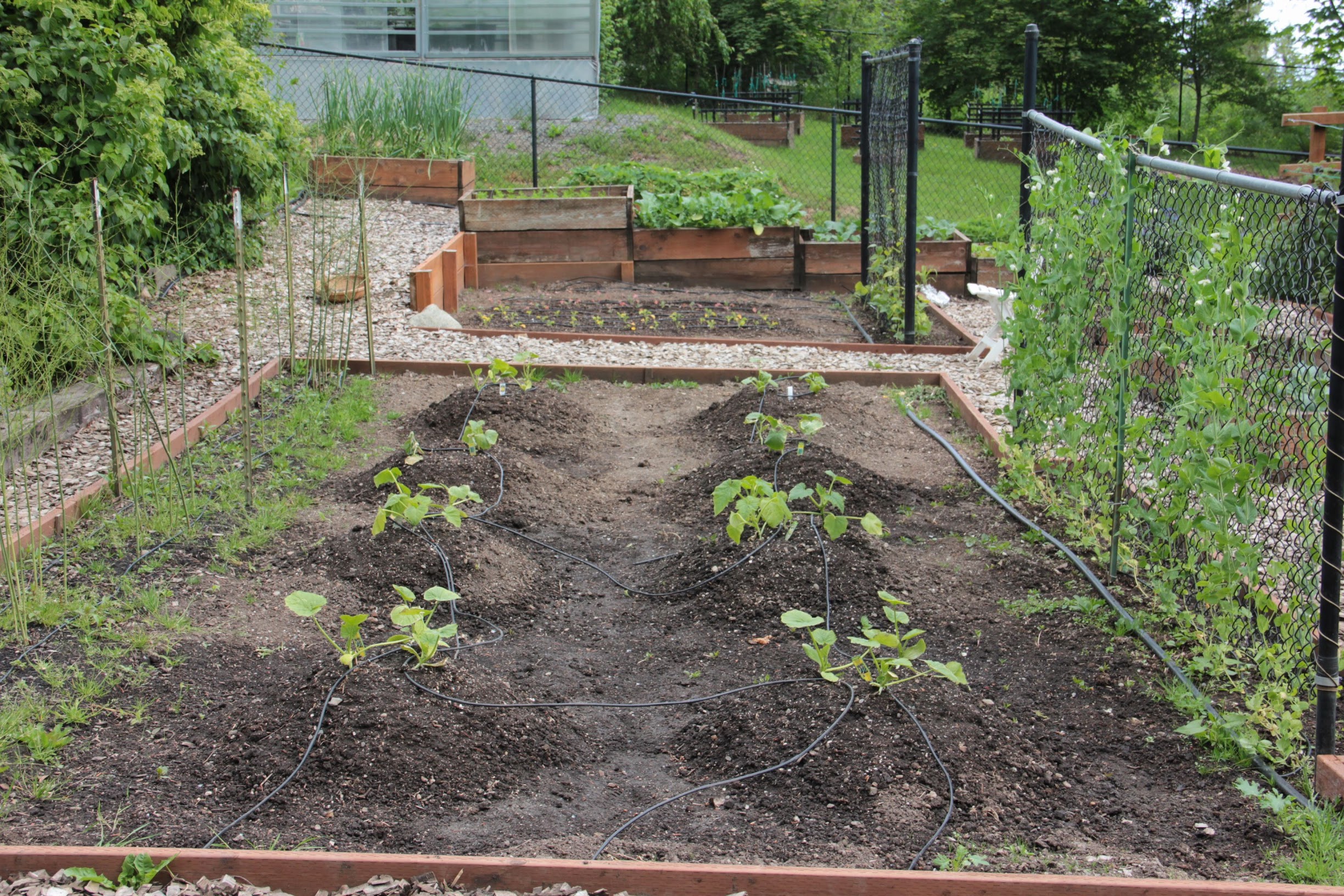 cucurbits