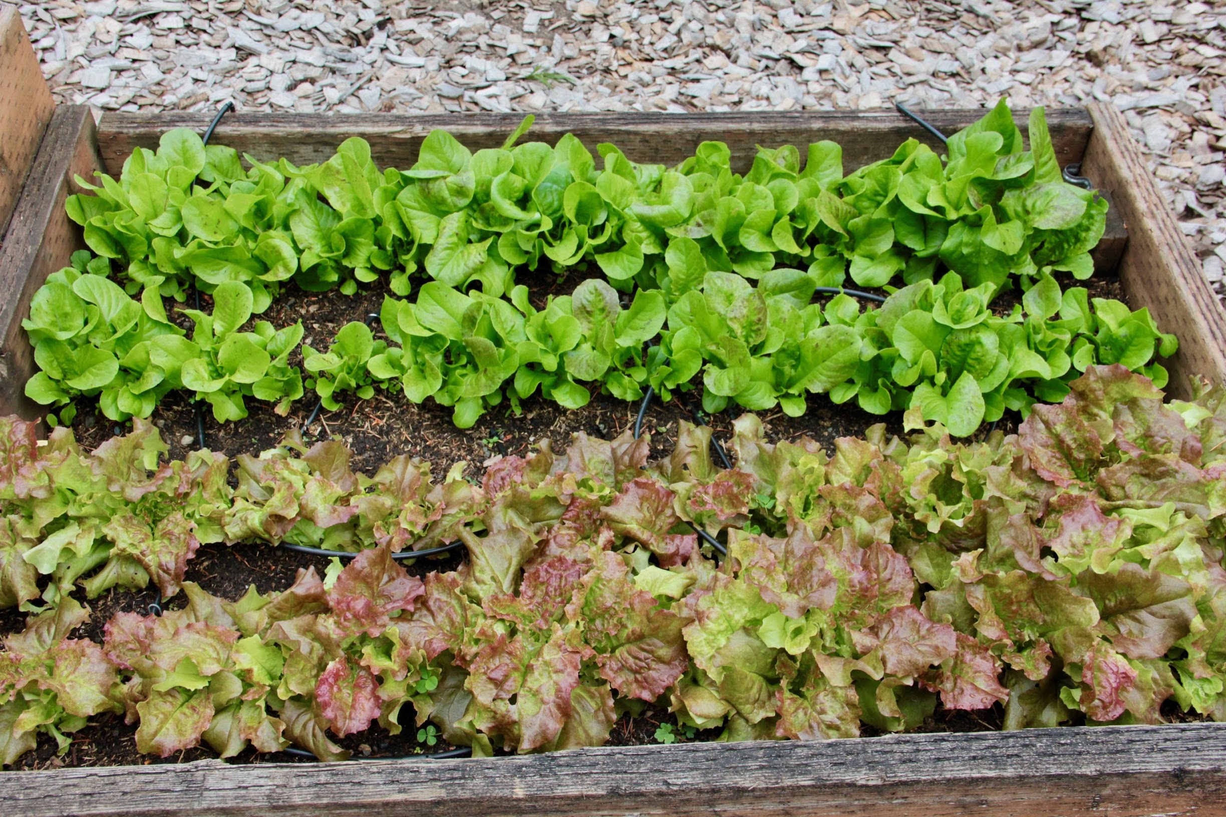lettuces