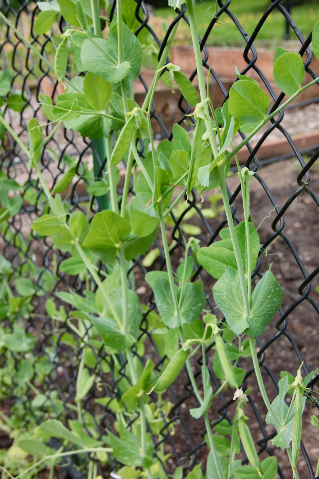 peasclose