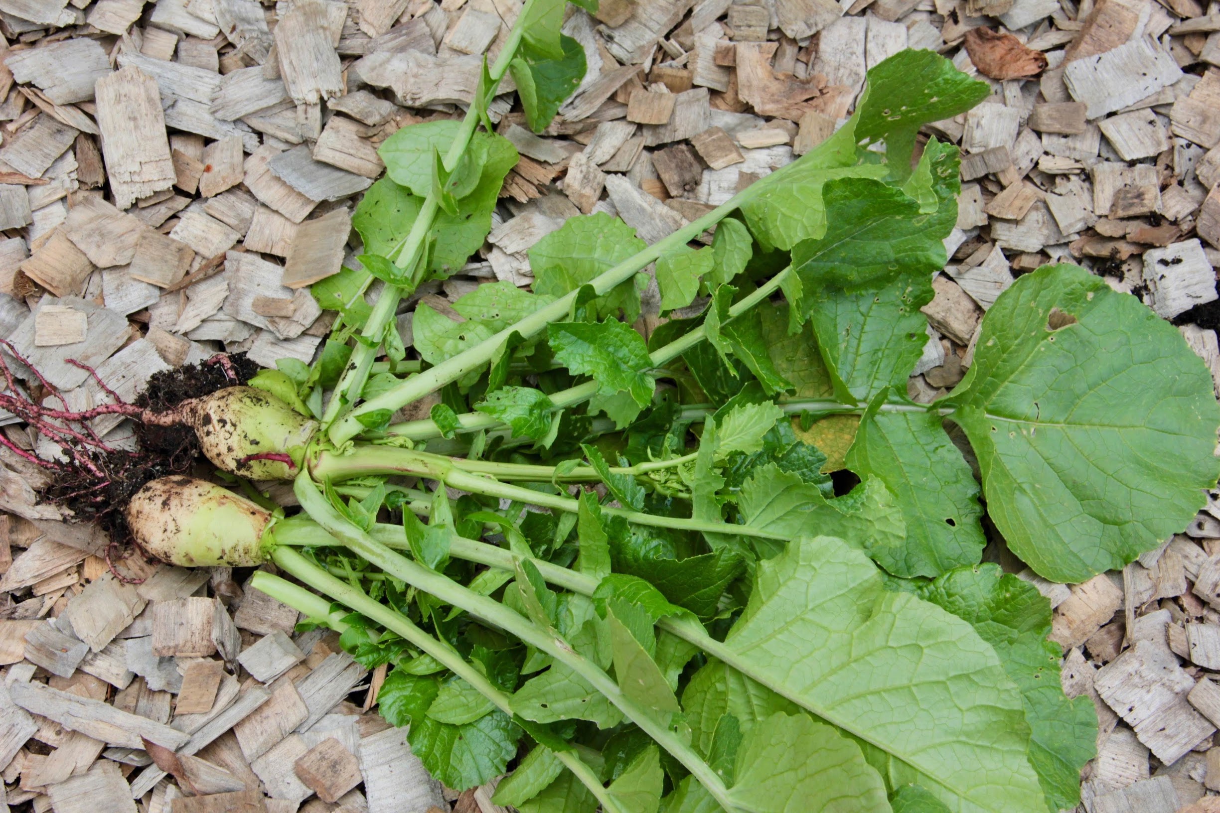 radishes