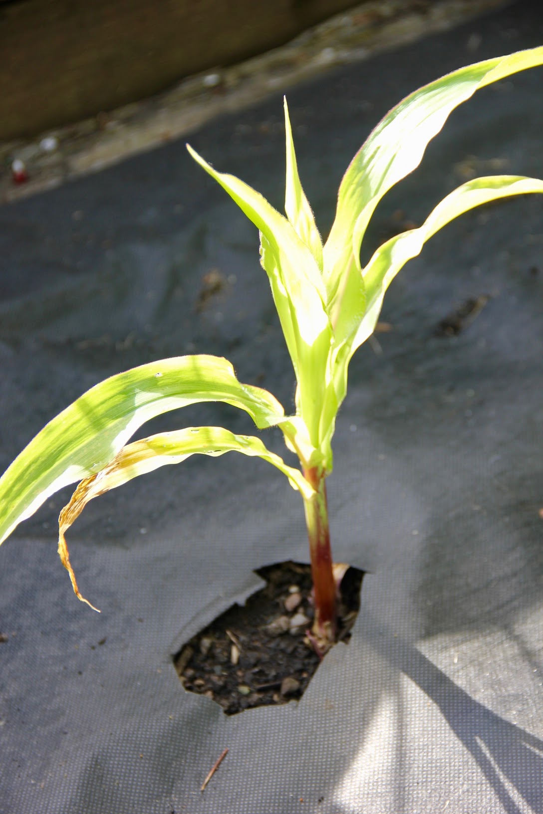 corn2