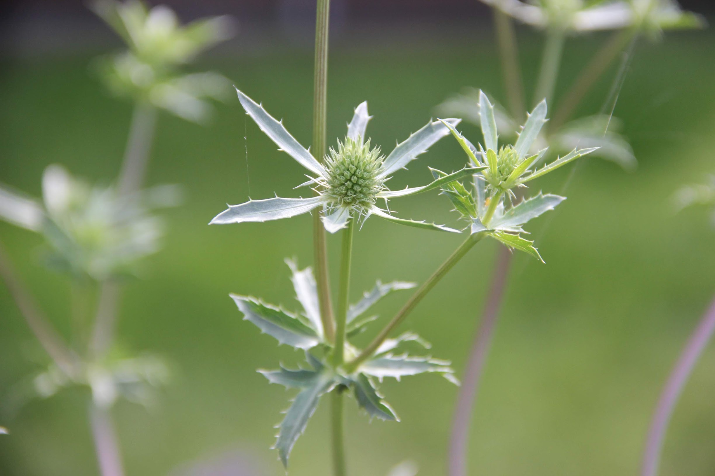 eryngium