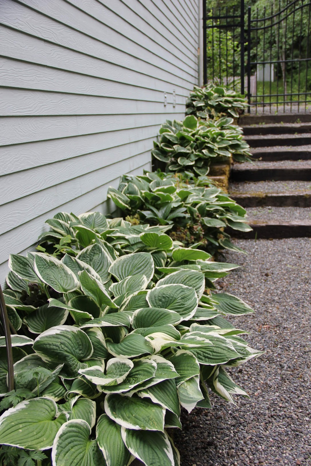 hostas