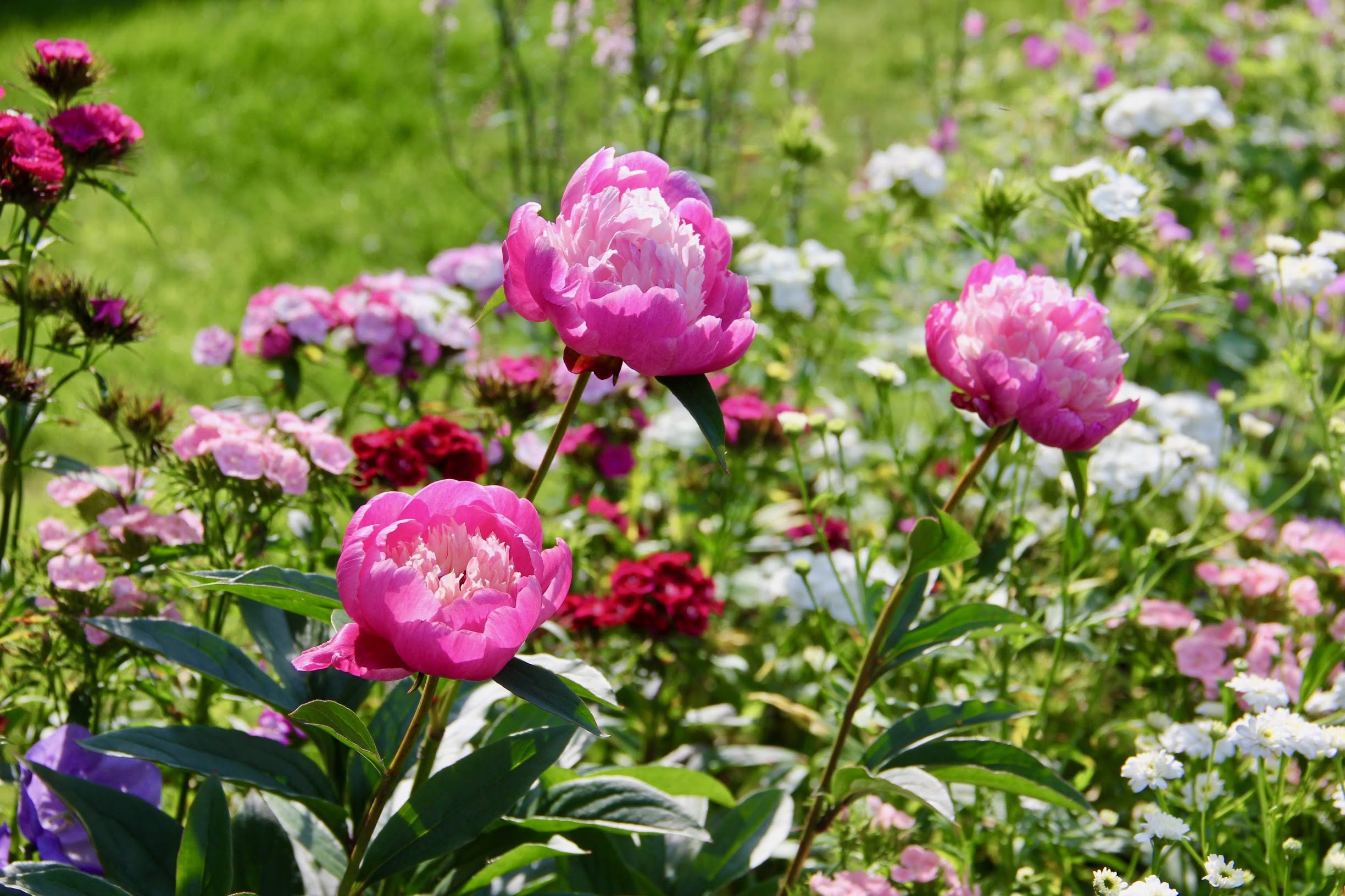 lastpeonies