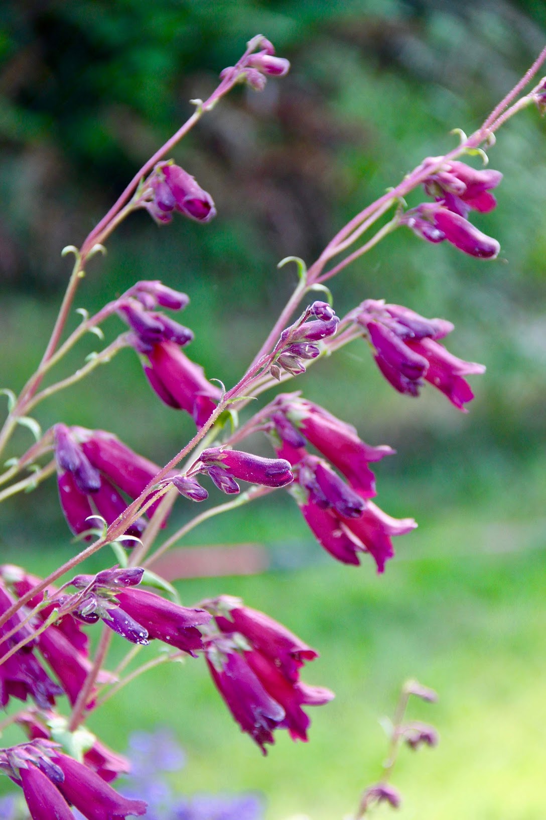 penstemon