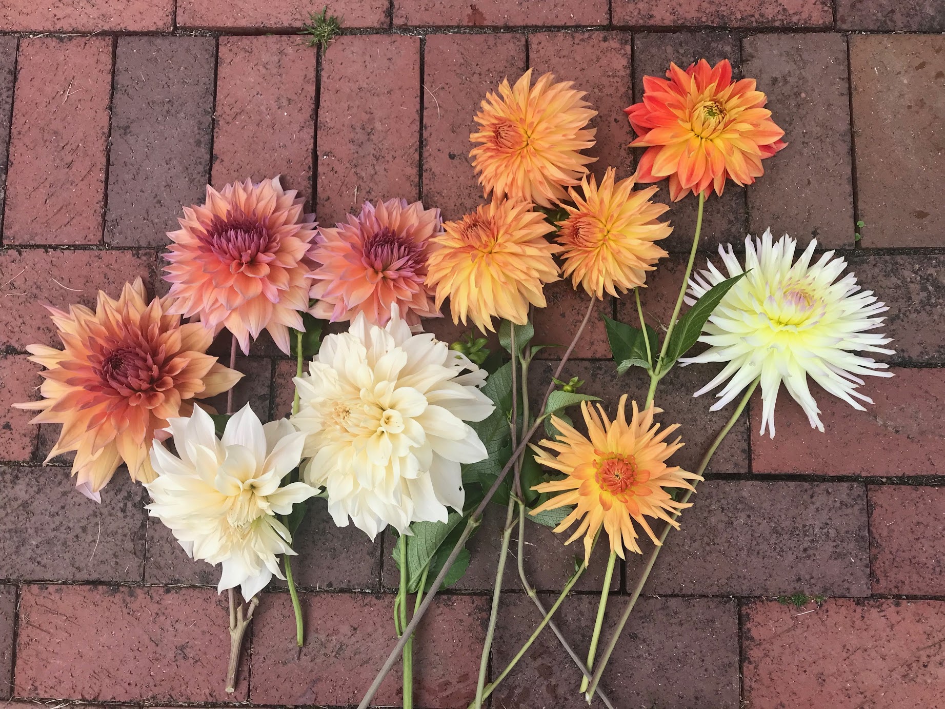 dahlias