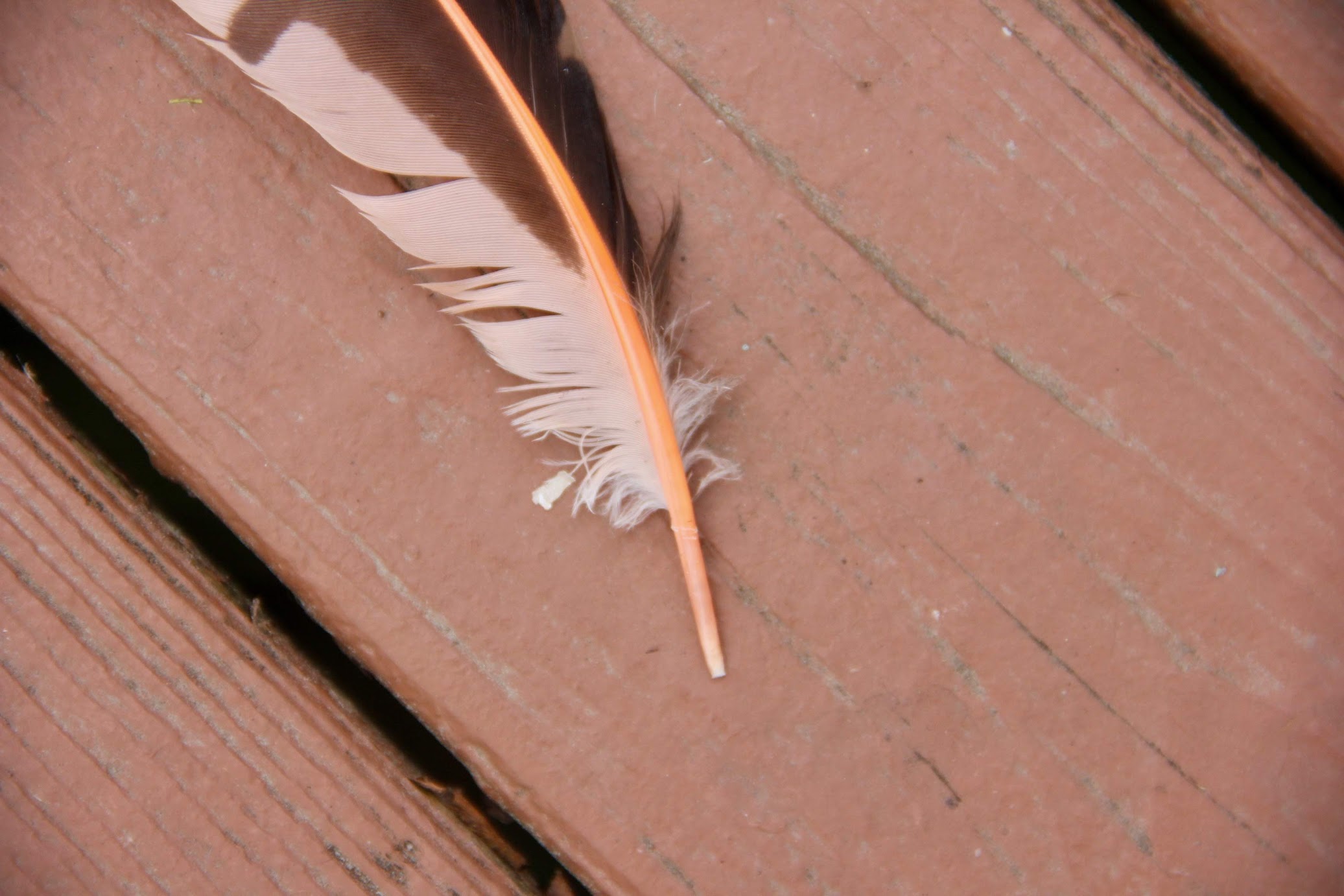 feather2