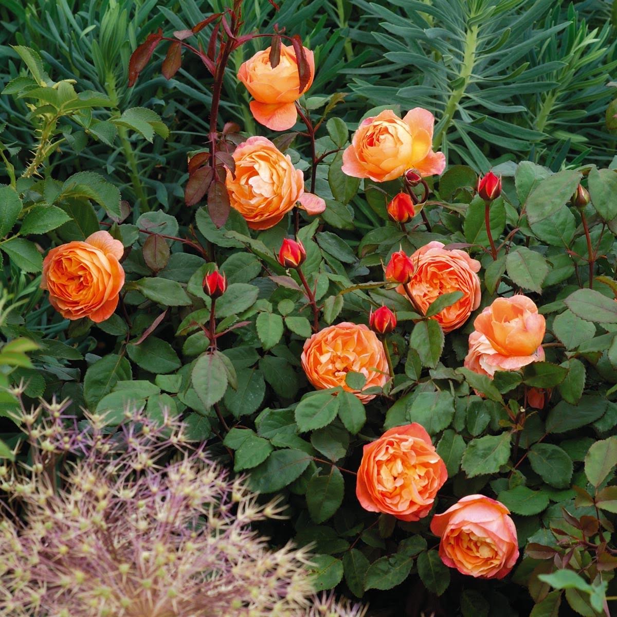 lady_emma_hamilton_3