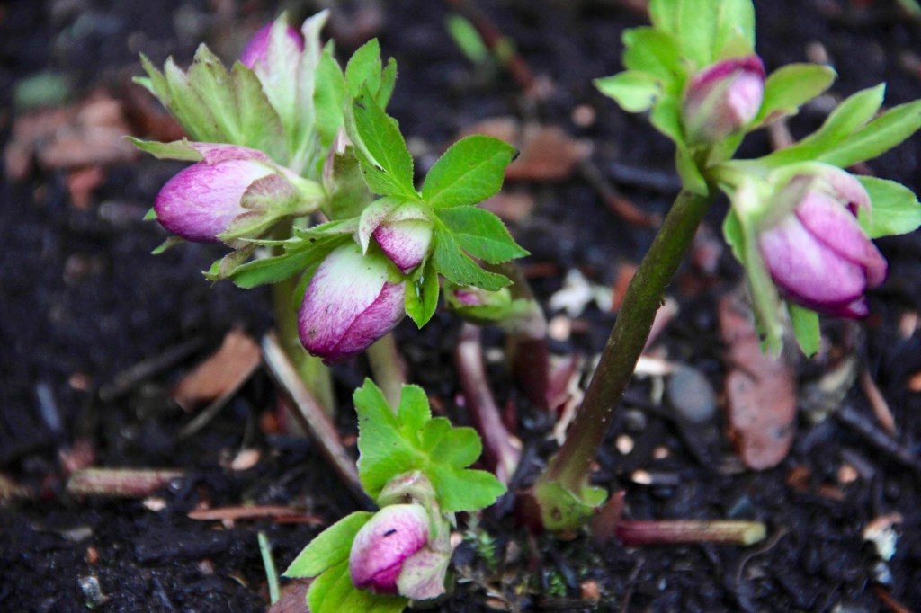 Six On Saturday — January&nbsp;26