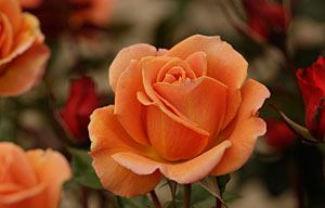 pumpkinpatch6490_300