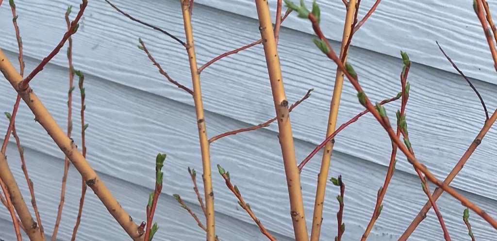 Make Room For New&nbsp;Plants!