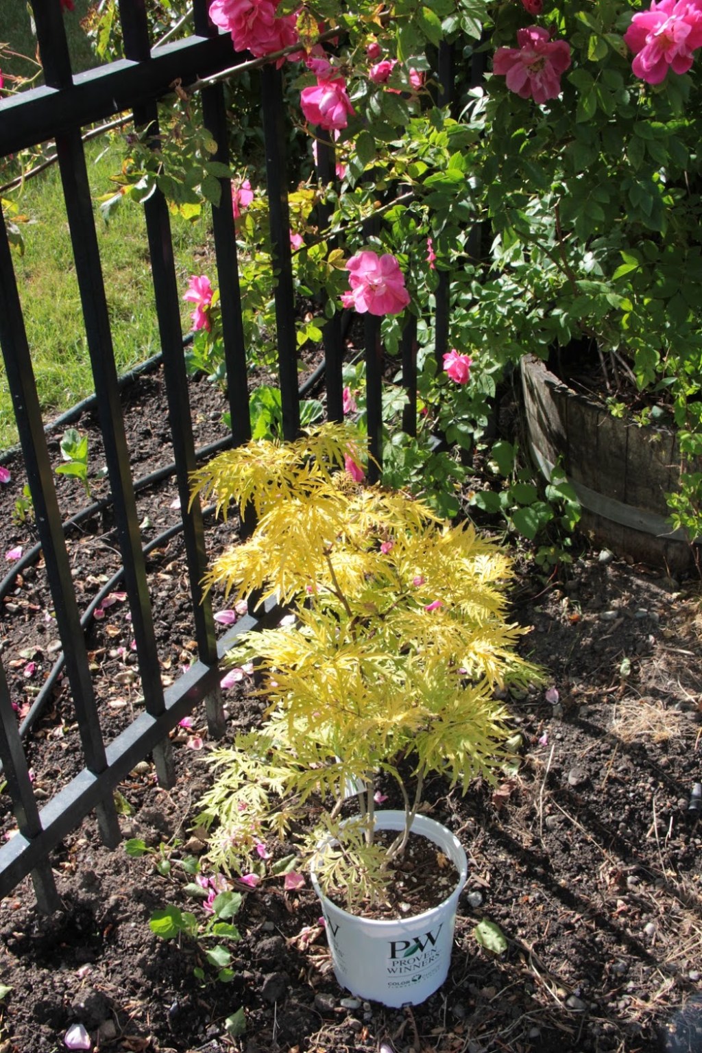 More Room For New&nbsp;Plants!